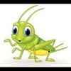 chirpycricket
